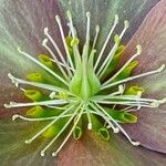 Helleborus niger Other