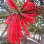 Erythrina speciosa Kwiat