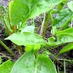 Rumex acetosa Blad