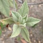 Malva oblongifolia Blatt