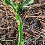 Albuca abyssinica 葉