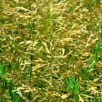 Agrostis capillaris Ffrwyth