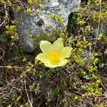 Anemone alpinaFlower