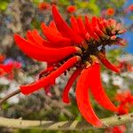 Erythrina lysistemon Virág