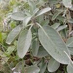 Salvia fruticosa Habit