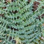 Cynara cornigera Blad