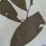Duguetia pycnastera Други
