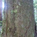 Chaetocarpus schomburgkianus Corteza