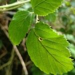 Rubus fruticosus Fuelha