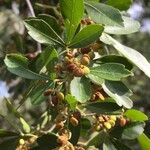 Searsia gueinzii Fruit
