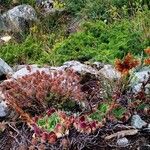 Sempervivum heuffelii Habitus