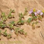 Fagonia glutinosa Hábitos