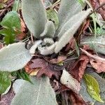 Stachys byzantina Leaf