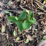 Trillium grandiflorum List