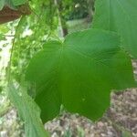 Acer opalusΦύλλο