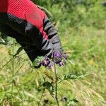 Solanum dulcamaraFlor