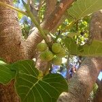 Ficus abutilifolia Φύλλο