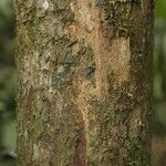 Pouteria grandis Bark