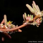 Portulaca halimoides Flor