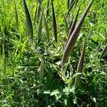Oxypetalum solanoides Fruto