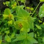 Euphorbia dulcis Fuelha