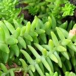 Sedum goldmanii 葉