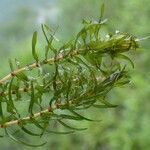 Elodea nuttallii Gyümölcs