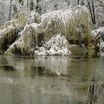 Salix × pendulina Habitat