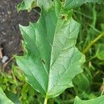 Datura feroxLiść