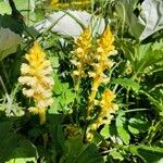 Orobanche flava 花