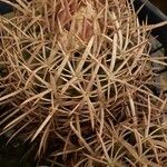 Ferocactus cylindraceus Blad