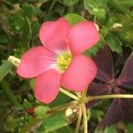 Oxalis tetraphylla Flor