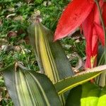 Aechmea chantinii Leaf