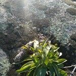 Digitalis thapsi 形态
