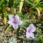 Ruellia humilis Kvet