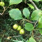 Crataegus punctata Hoja