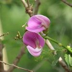 Canavalia rosea Fiore