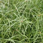 Cyperus aromaticus Vivejo