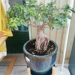 Ficus microcarpaᱪᱷᱟᱹᱞᱤ