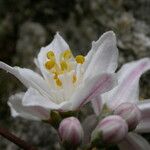 Deutzia staminea Habitus