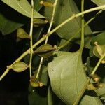 Dioscorea alata Fruit