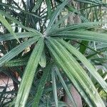 Rhapis excelsa Hostoa