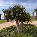 Dracaena draco Blad