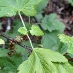 Ribes magellanicum Hoja
