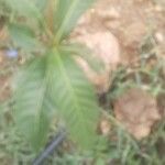 Sterculia foetida Leaf