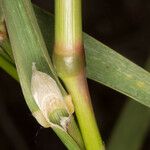 Polypogon monspeliensis Листок