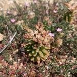 Sedum rubens Blüte