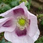 Papaver somniferum Blomst