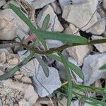Iberis linifolia Likasa