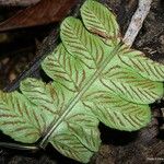 Diplazium dilatatum Leaf